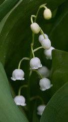 Obraz premium White flowers on green background
