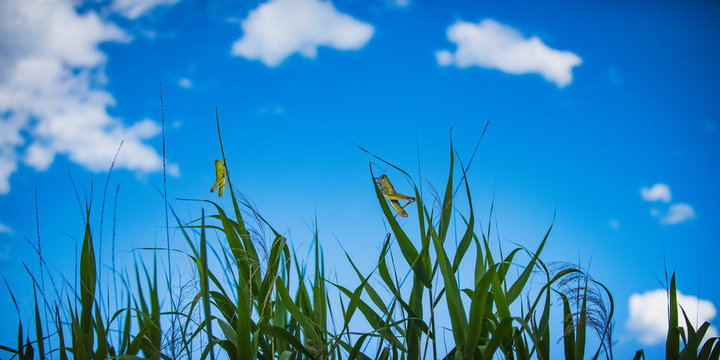 バッタのいる夏の草むら