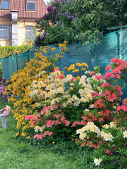 bush of spring blooming pink white orange rhododendrons