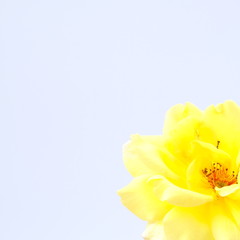 Naklejka na ściany i meble Yellow rose isolated on white background with copy space