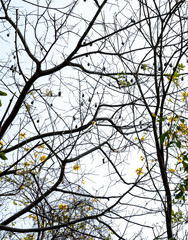 Flowery yellow ipe tree in the woods