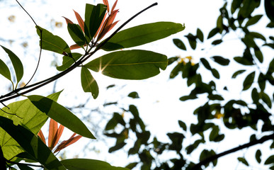 Fototapeta na wymiar Sunlight rays through tree leaves in the spring morning forest