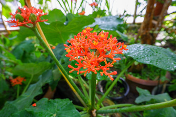 Jatropha podagrica is commonly known as Buddha belly plant, bottleplant shrub, gout plant, purging-nut, Guatemalan rhubarb and goutystalk nettlespurge.