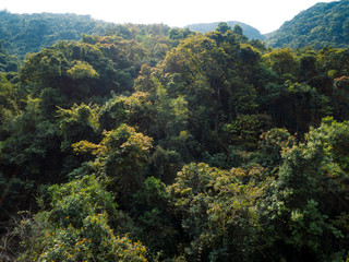 Aerial view of tropical forest in spring