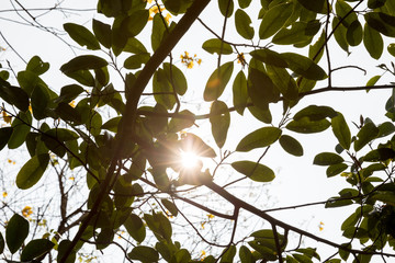 Beautiful scene misty forest with sun rays through the tree leaves,lens flare