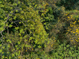 Aerial view of tropical forest in spring