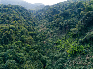 Aerial view of tropical forest in spring