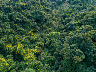 Aerial view of tropical forest in spring