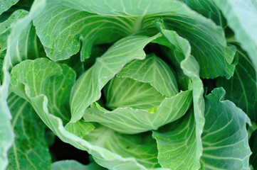 Fototapeta na wymiar Green cabbage in growth at vegetable garden