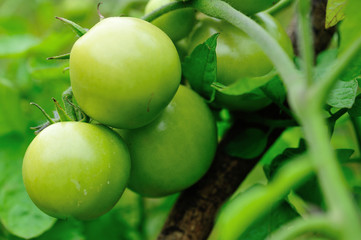 Growing tomatoes in spring garden
