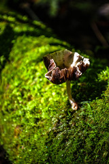 green moss on a tree