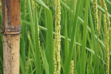 토종벼_가산벼_native_rice_flower_벼꽃
