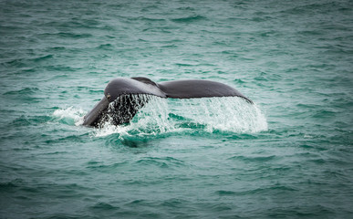 Humpback whales in the sea near Husavik Iceland