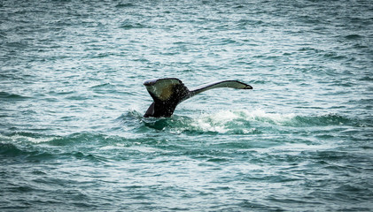 Fototapeta premium Humpback whales in the sea near Husavik Iceland