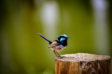 Superb Fairy Wren on Stump