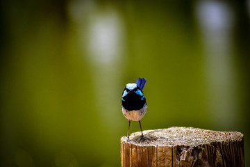 Superb Fairy Wren Just Landed on Stump