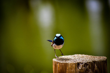 Superb Fairy Wren  Landing on Stump