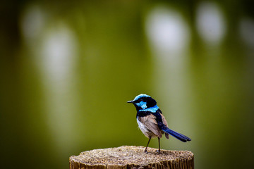 Superb Fairy Wren on Stump
