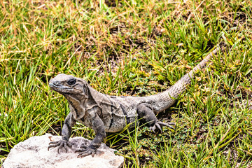 Caribbean iguana with its front legs on a rock of the grass