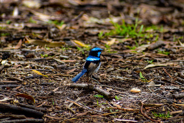 Superb Fairy Wren on ground