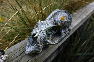 Old Fox Scull with Moss growing on it