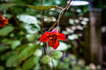 Single Red Hanging Flower