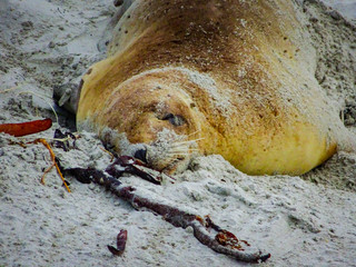 Sleeping New Zealand Sea Lion in sand
