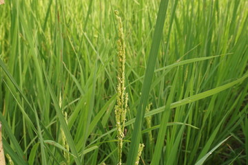 토종벼_각시점조_native_rice_flower_벼꽃_(2)