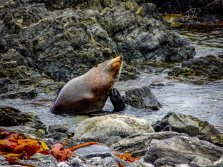 New Zealand Hookers Fur Seal Scratching Neck