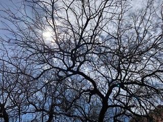 old mesquite tree branches against a cloudy sky