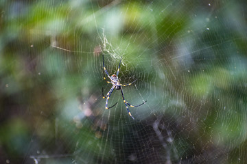 Australian Golden Orb Weaver Spider on Web