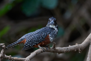 Giant kingfisher (Megaceryle maxima)