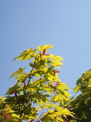 빨간 단풍나무 열매