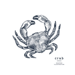 Vintage engraved crab illustration. High detailed sketch. Vector illustration