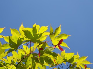 빨간 단풍나무 열매