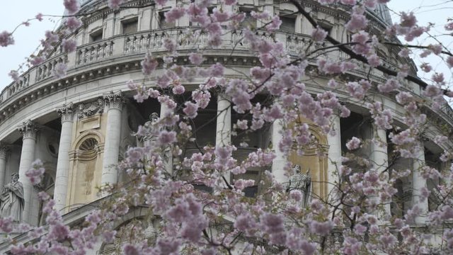 A view of the dome of the st. Paul's cathedral through a blossoming tree.