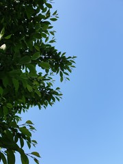파란 하늘과 나뭇잎