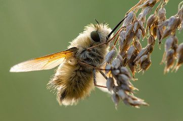 The fly was buzzing. Beautiful, fluffy fly. A fly with a long nose.
