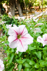 Beautiful pink colored petunias flowers