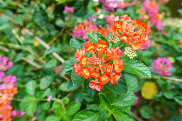 Orange and yellow Lantana camara flowers growing naturally in the wild