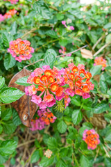Orange and yellow Lantana camara flowers growing naturally in the wild