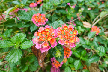 Orange and yellow Lantana camara flowers growing naturally in the wild
