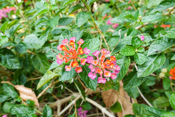 Orange and yellow Lantana camara flowers growing naturally in the wild