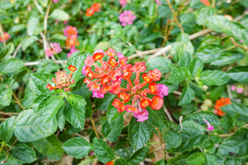 Orange and yellow Lantana camara flowers growing naturally in the wild