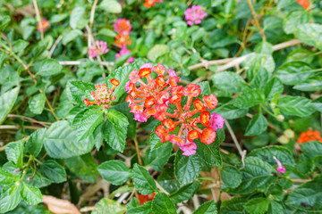 Orange and yellow Lantana camara flowers growing naturally in the wild