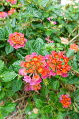 Orange and yellow Lantana camara flowers growing naturally in the wild