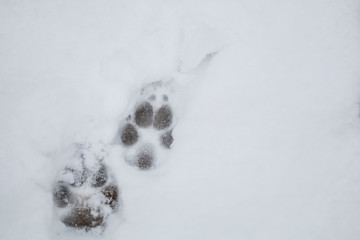 snow footprint dog paw