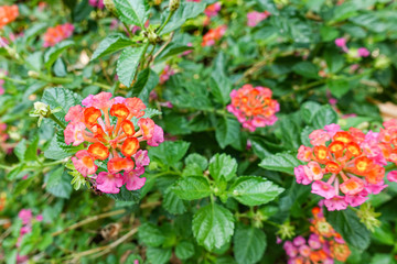 Orange and yellow Lantana camara flowers growing naturally in the wild