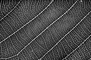 nature plat leaf veins texture. black and white surface of high detail of macro on plant leaves...