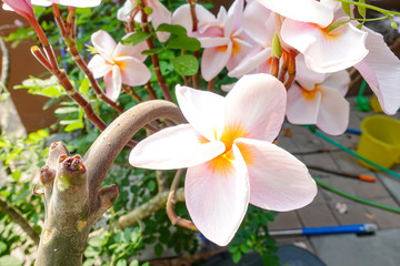 White and pink plumeria flowers on a tree